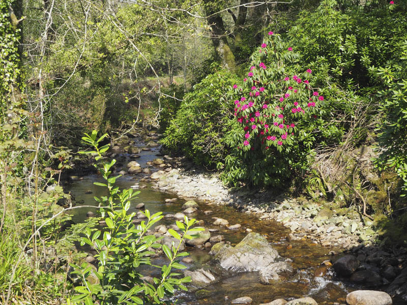 Cairnsmore Burn