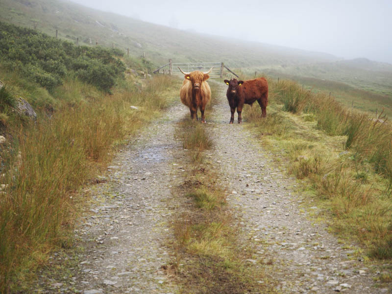 Highland cow and calf blocking track
