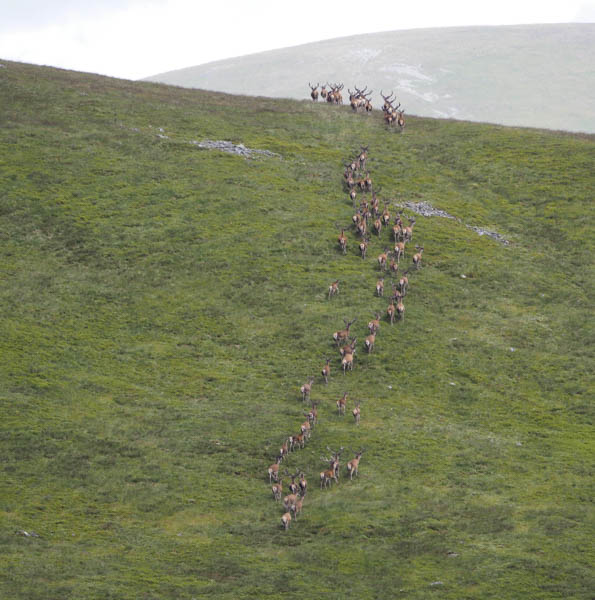 Herd of stags