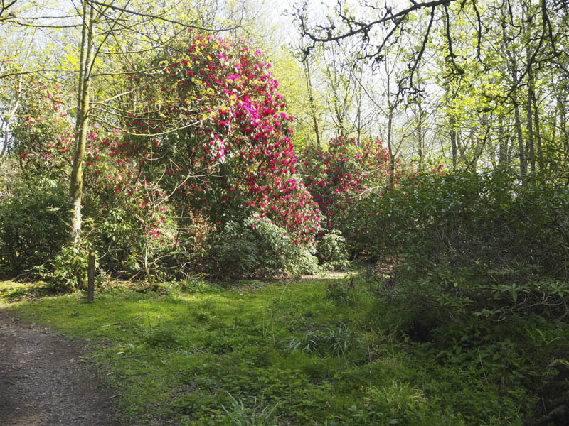 Rhododendrons