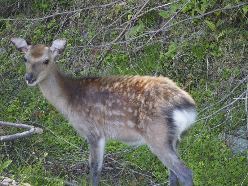 Roe deer