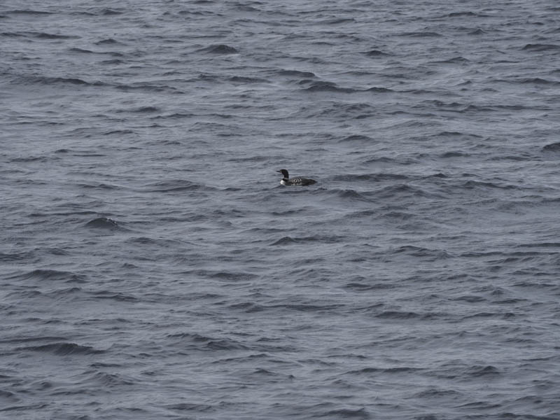 Great Northern Diver