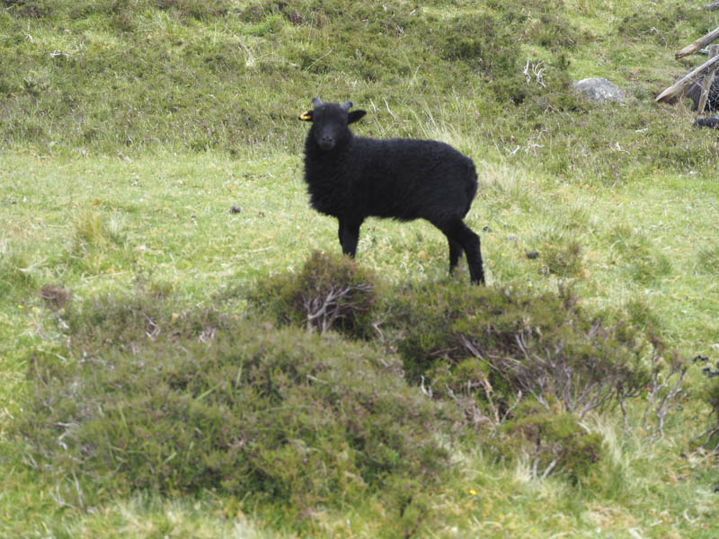 Hebridean Sheep