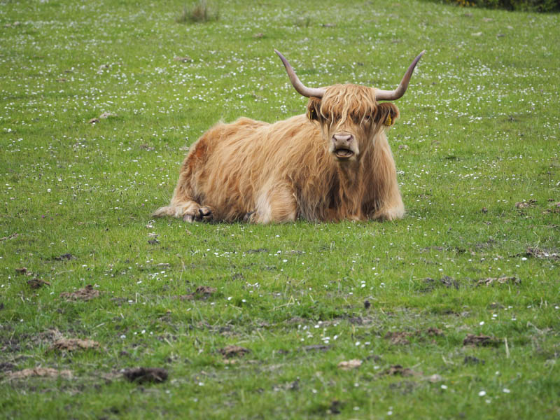 Highland Cow