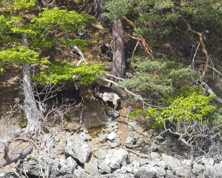 Feral Goats