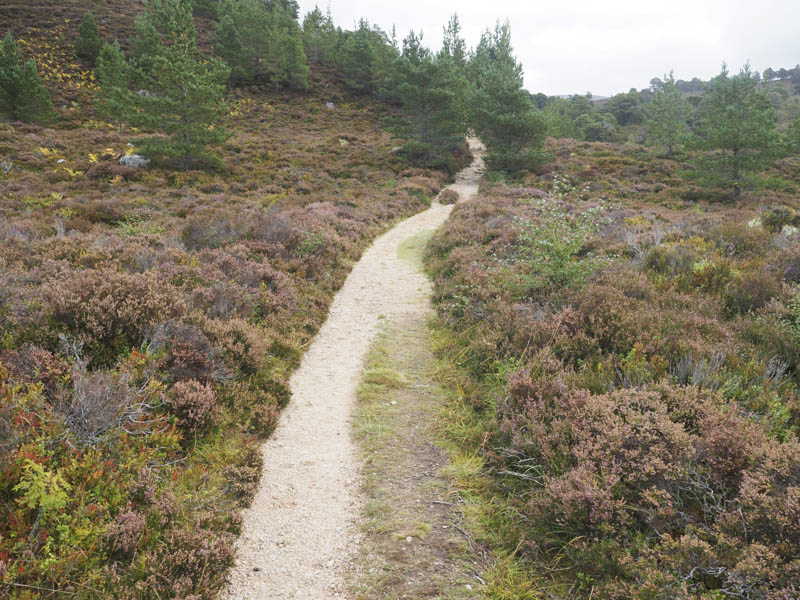 Path through heather and trees