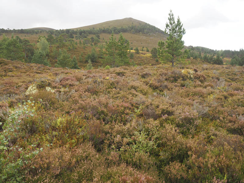 Creag Ghiuthsachan