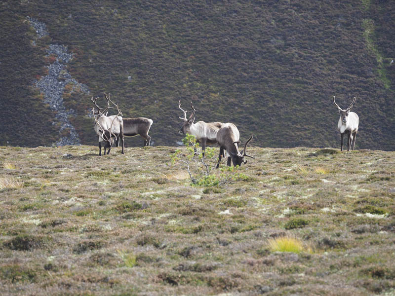 Reindeer