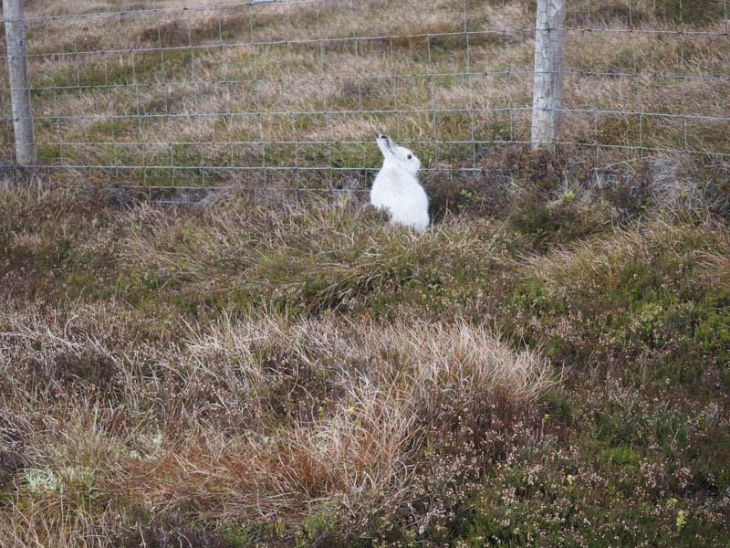 Mountain Hare