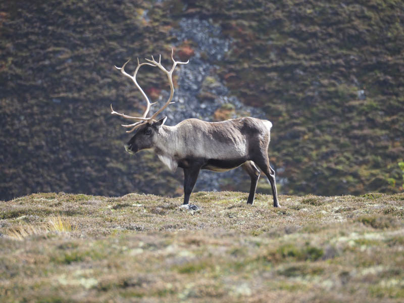 Reindeer