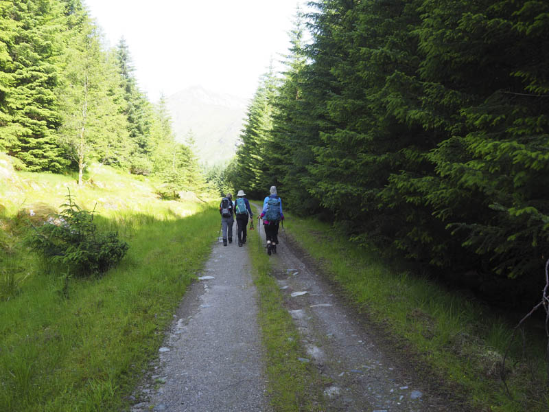 Track through forest in Glen Dessarry
