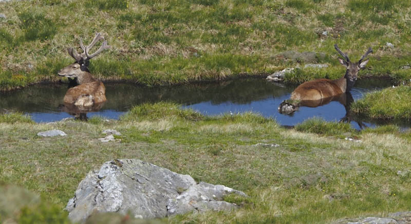 Stags sitting in water