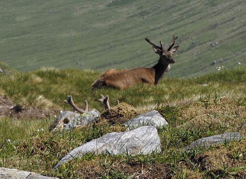 Stags still there on my return from the North Top