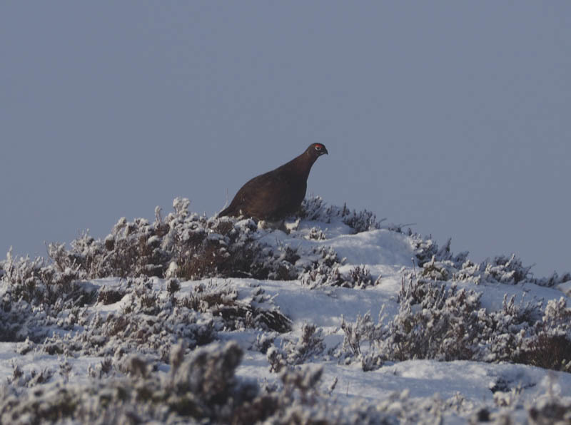 Grouse