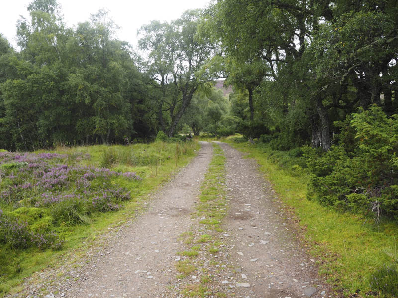 Track passes through woodland