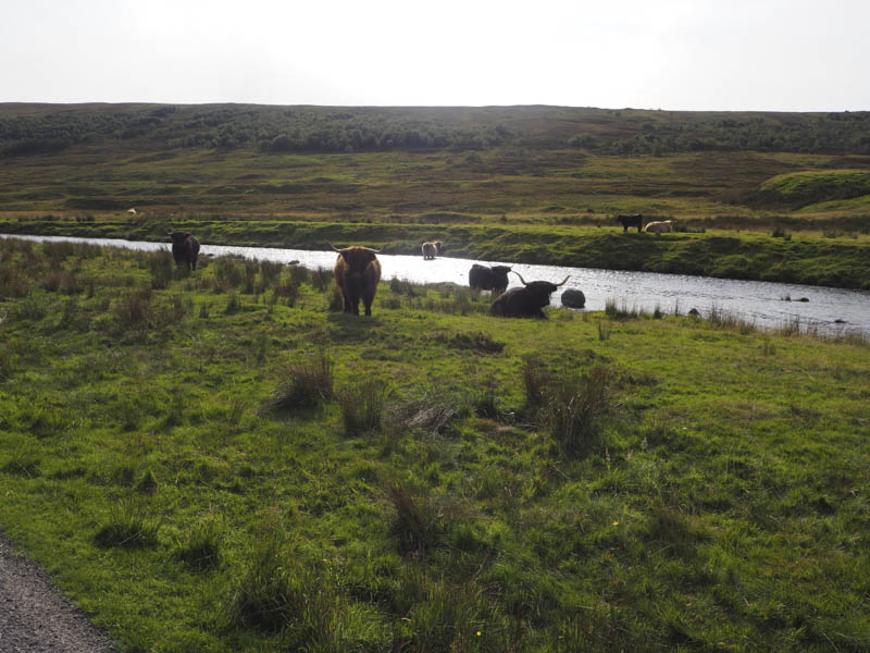 Highland Cattle