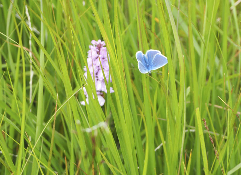 Common Blue Butterfly and an orchid
