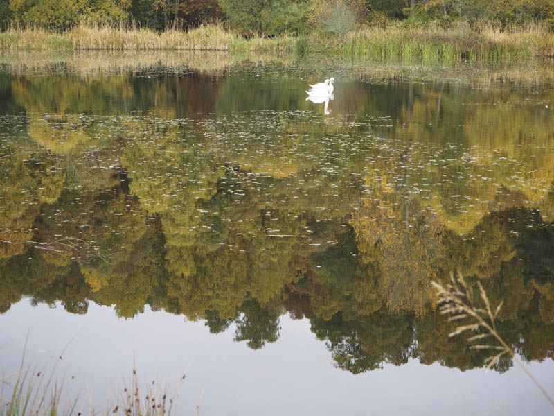 Swans and reflections in lochan