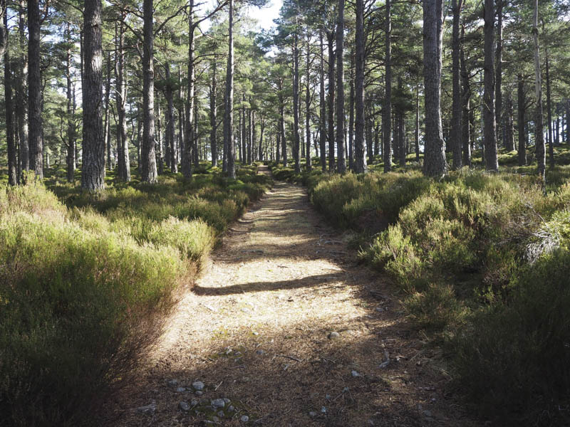 Track through Caledonian Pines, Abernethy Forest