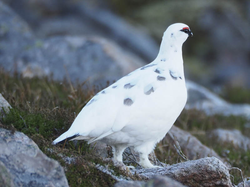 Ptarmigan