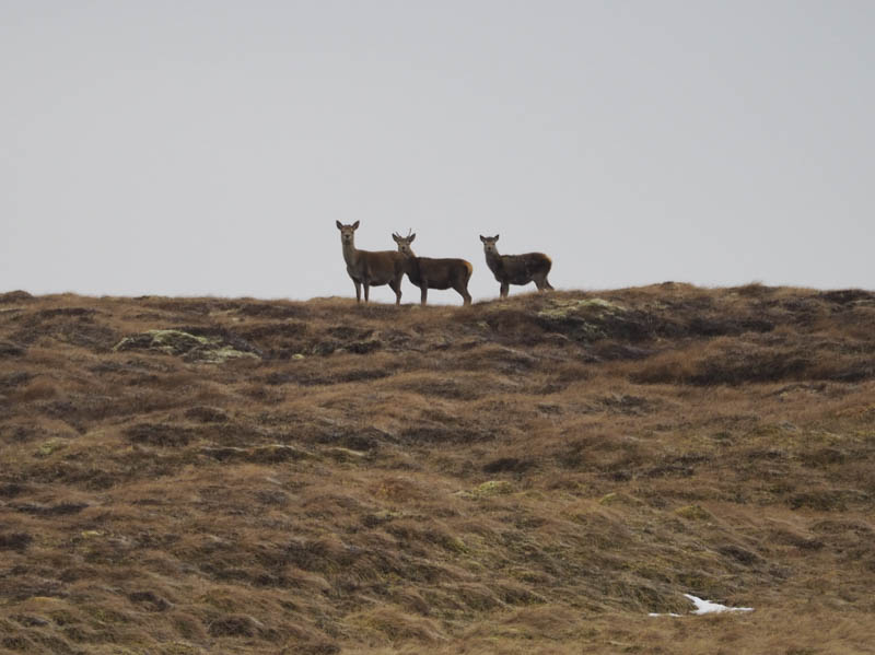 Watched by some deer