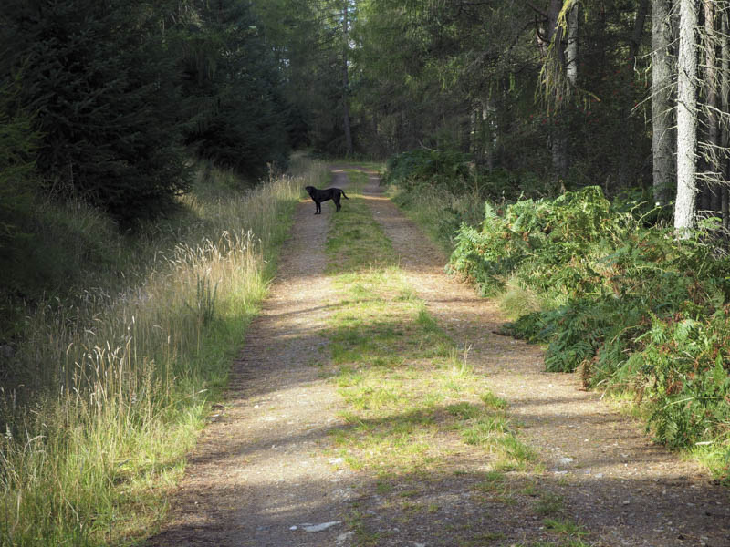 Track through Corrennie Forest