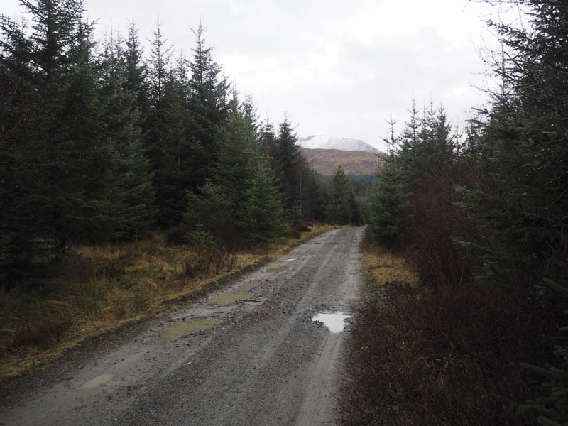 Track through forest. Snow covered Aonach Mor in the distance