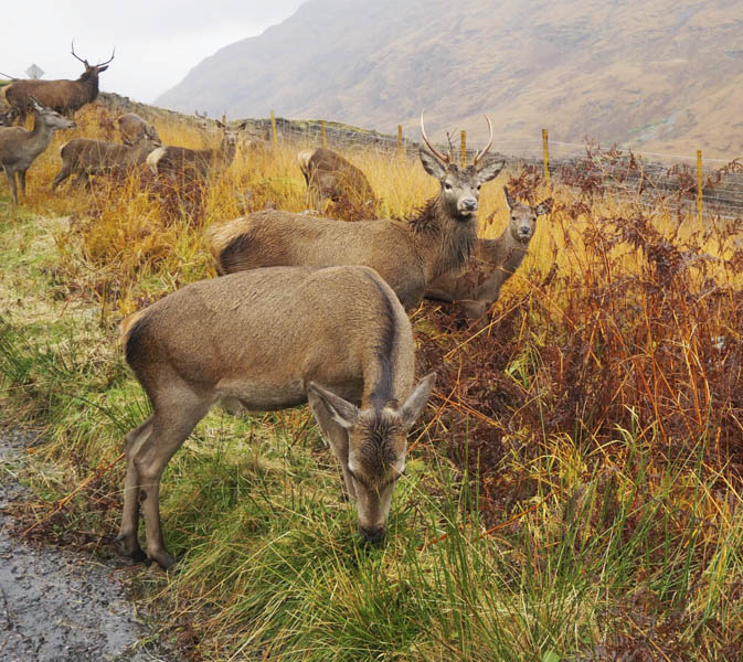 Herd of deer Glen Etive