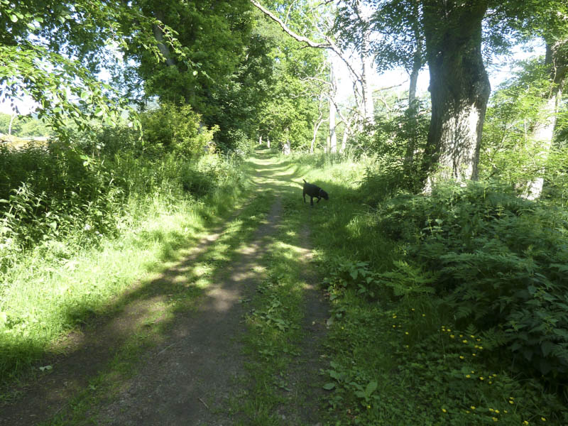 Track alongside the River Don at Monymusk