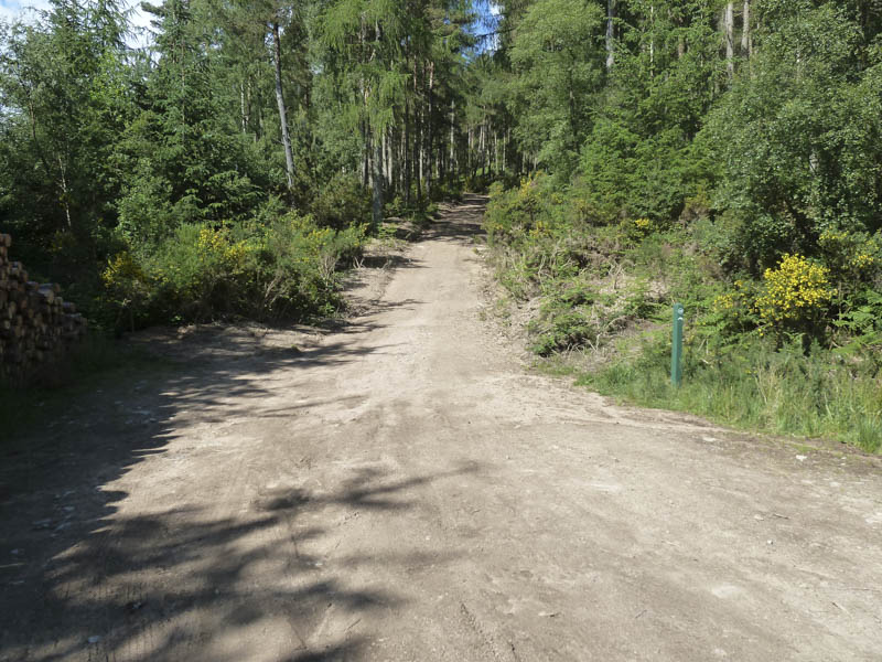 Track Pitfichie Forest