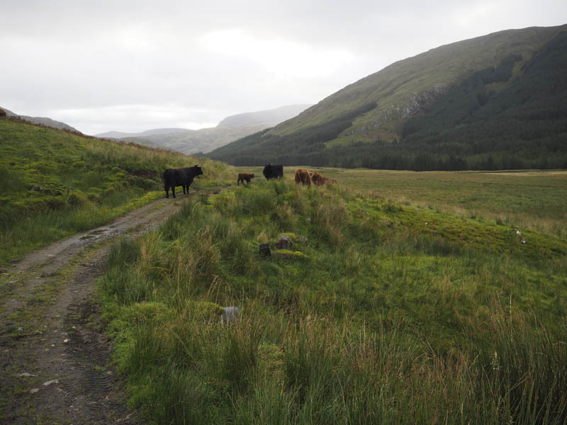 Highland Cattle blocking track