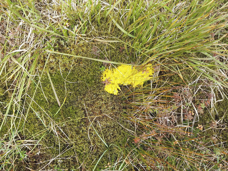 Slime Mould