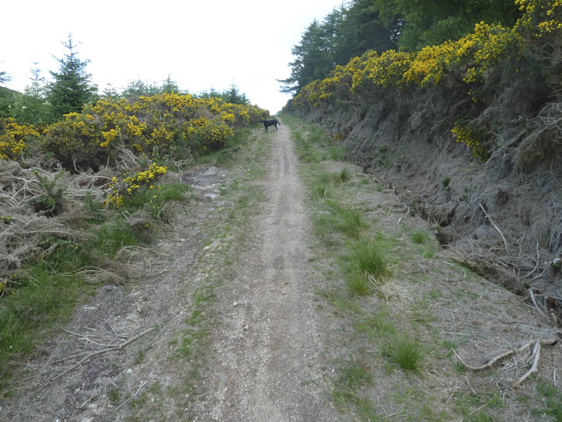 Track between Pitfichie Hill and Cairn William