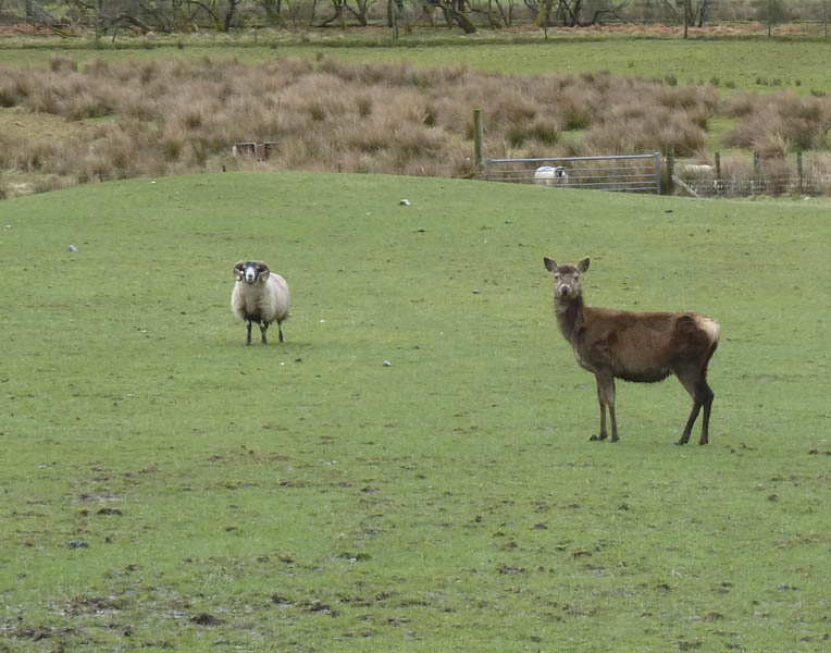 Hind and ram