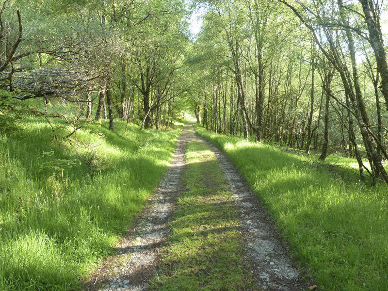 Route through Ariundle Oakwood