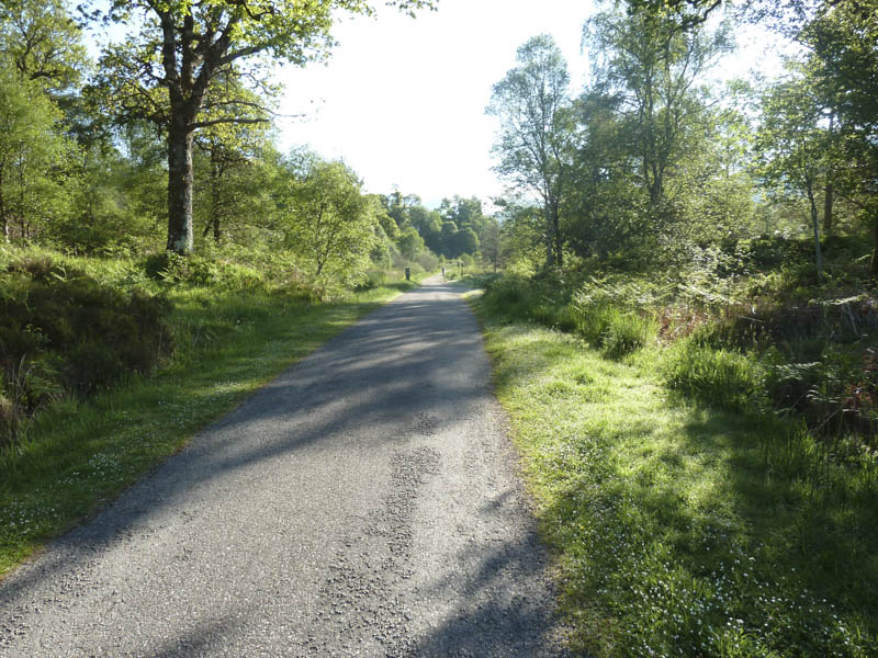 Start of walk through Ariundle Woodlands