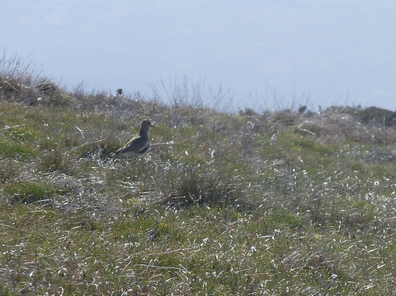 Golden Plover