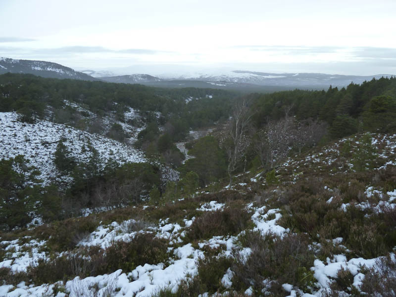 Allt Druidh and the Caledonian Pine Forest