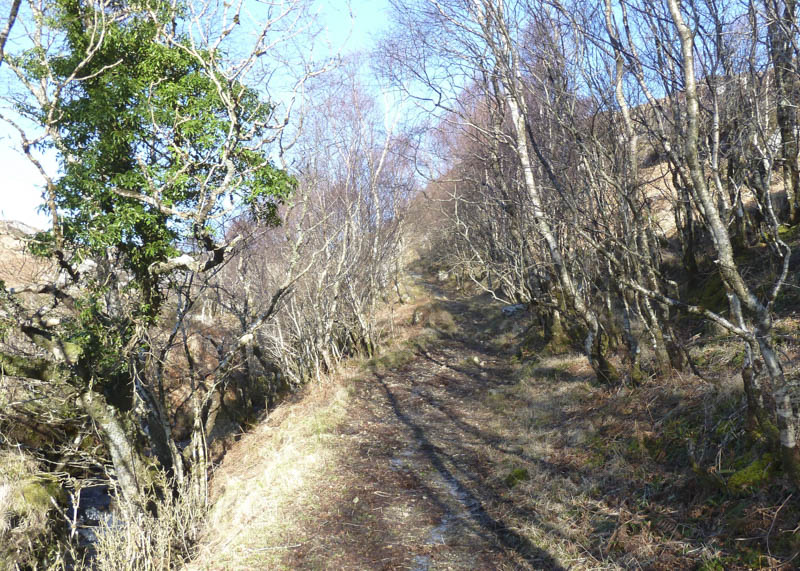 Path through forest