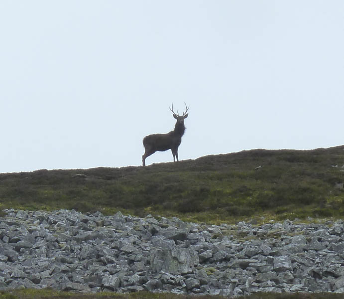 Stag