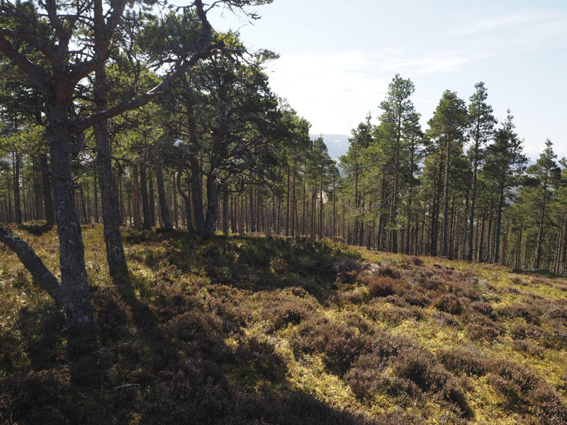 Through trees to Creagan a' Chaise