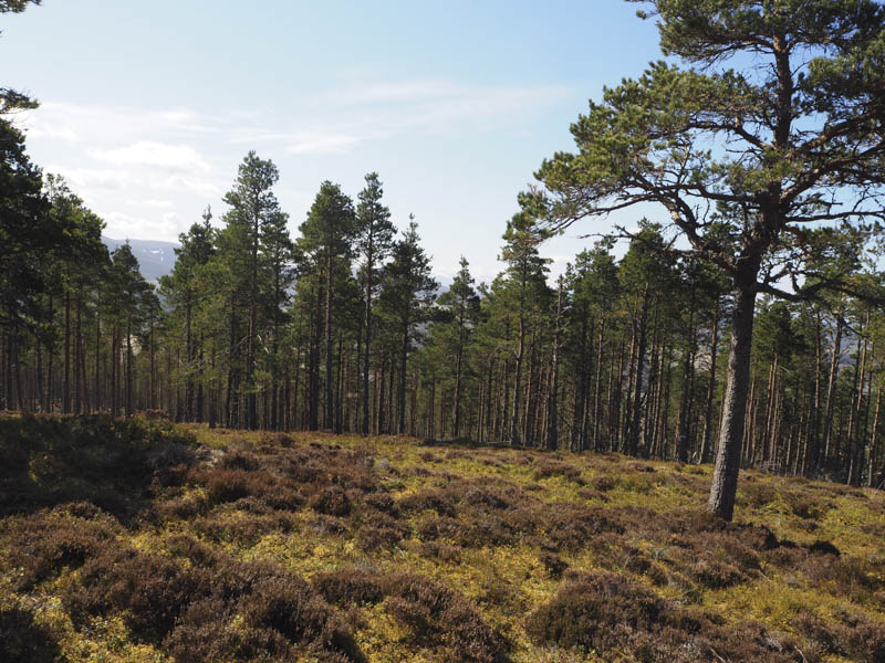Through trees to Cairngorms