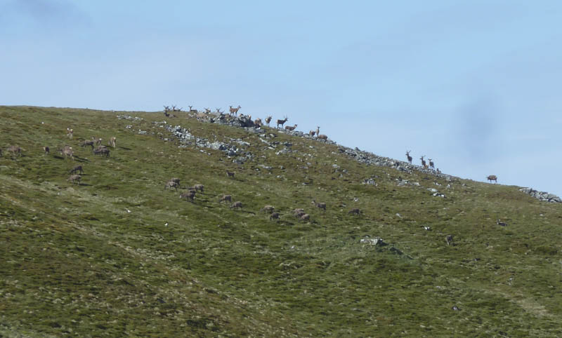 Deer on west ridge Meall Uaine