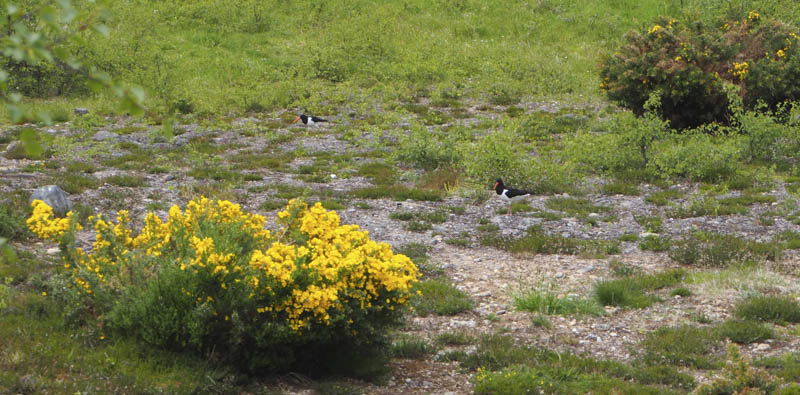 Oystercatchers