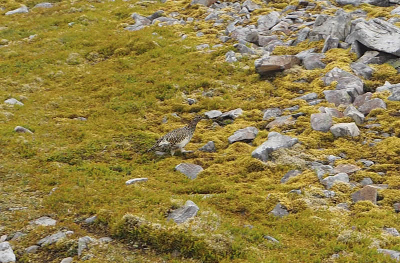 Ptarmigan