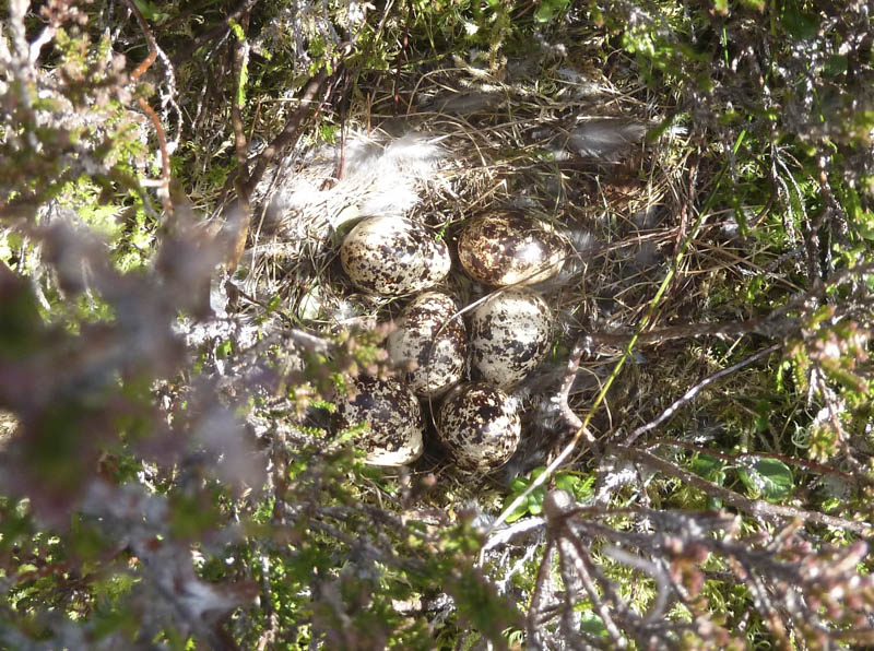 Grouse nest