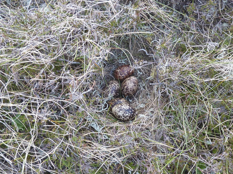 Grouse nest