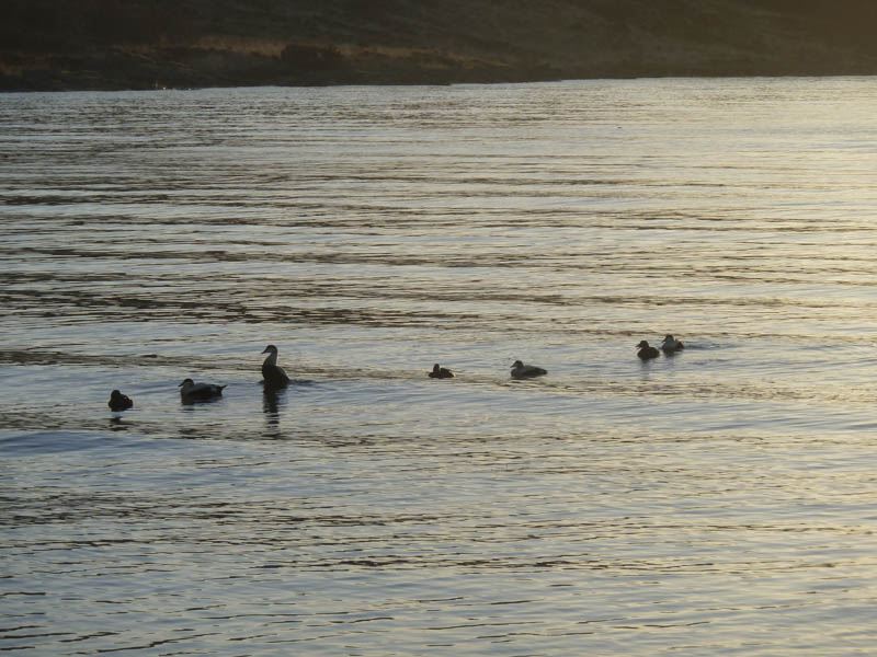 Ducks in Loch Scresort