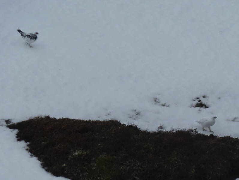 Ptarmigan