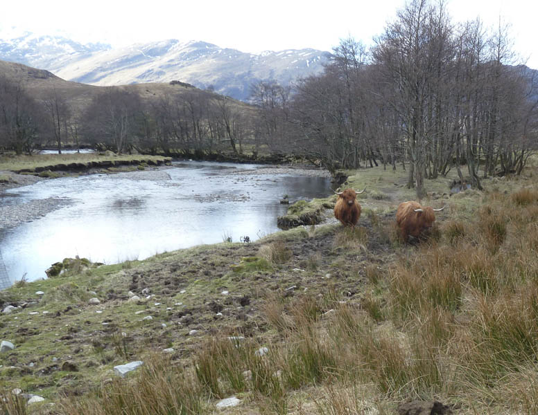 River Arnisdale and Highland Cattle